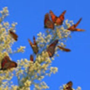 Meet your Posher, Gcc